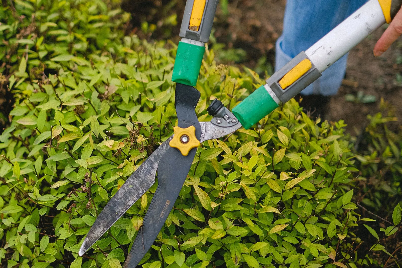 Handen met een tuinschaar die een struik bijknippen